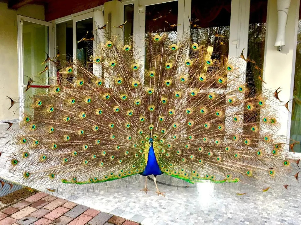 Foto - Park Hotel Junior