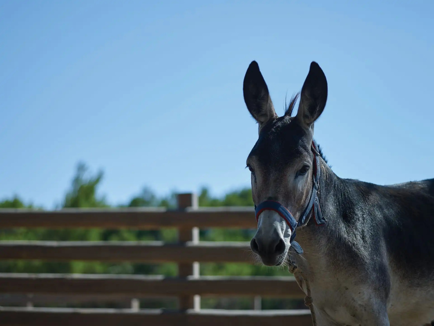 Foto - Atlantica Plimmiri