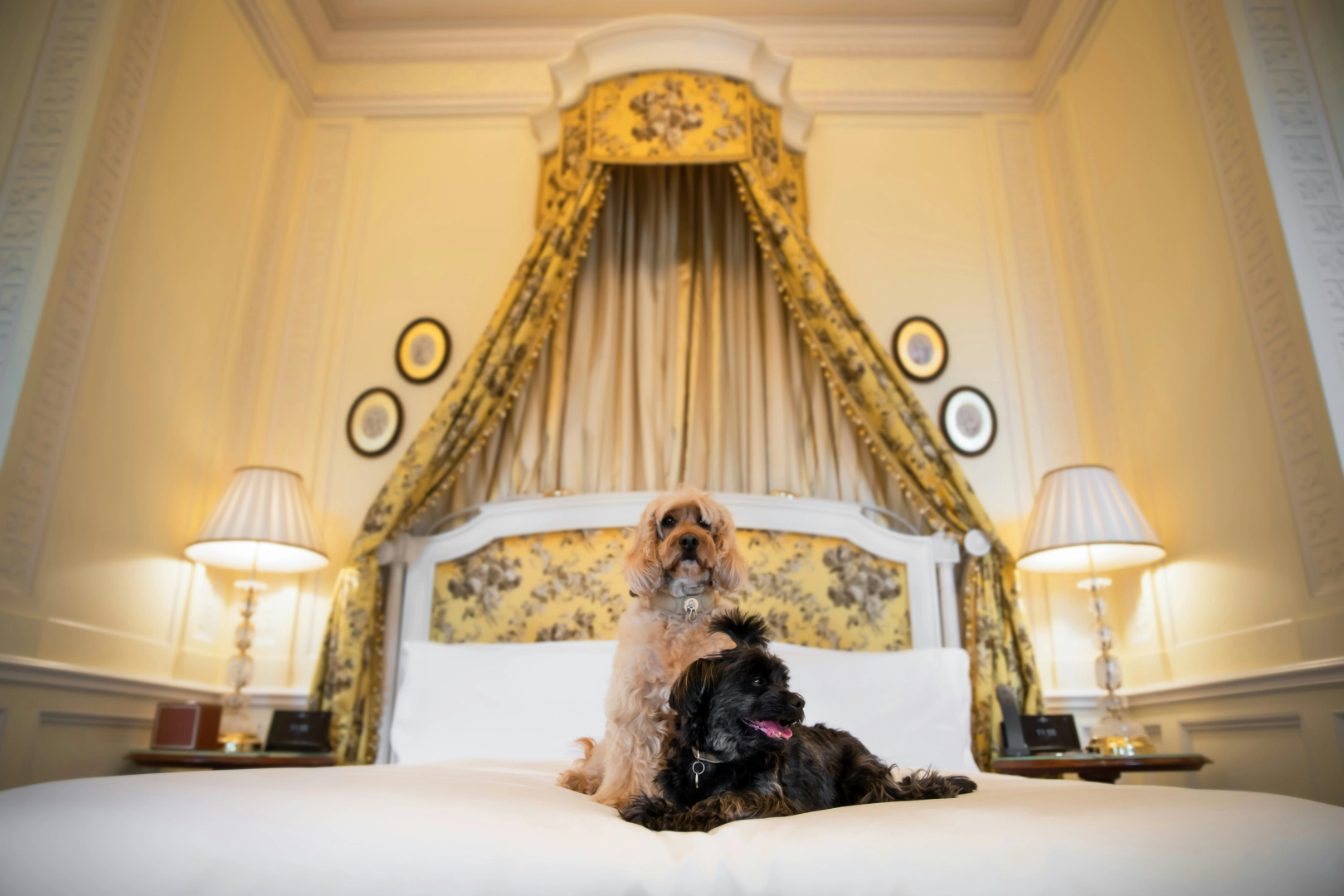 Foto - The Lanesborough, Oetker Hotels