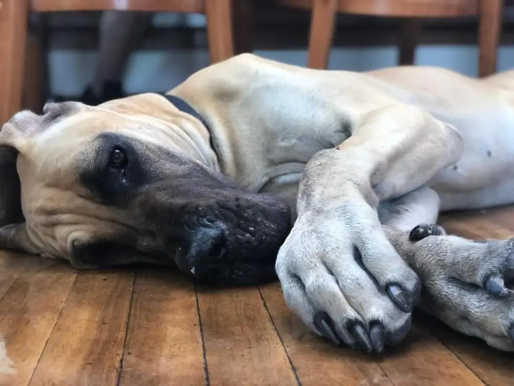 Foto - Amsterdam Hotelboat