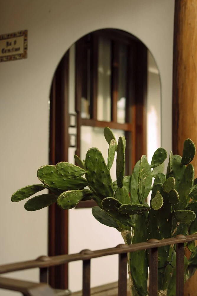 Photo - Mestizo Antigua