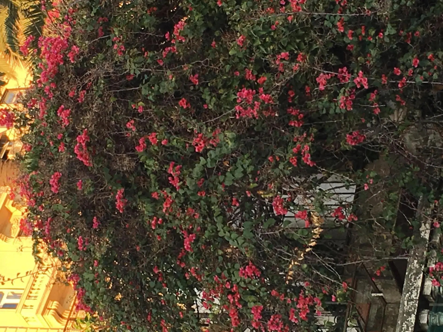 Photo - Villa Margherita