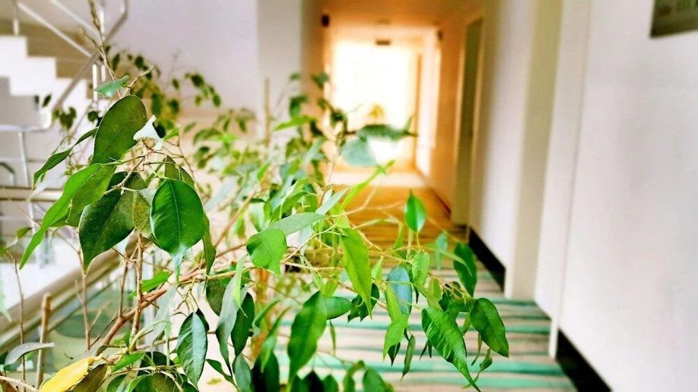 Photo - Blue Garden Hotel