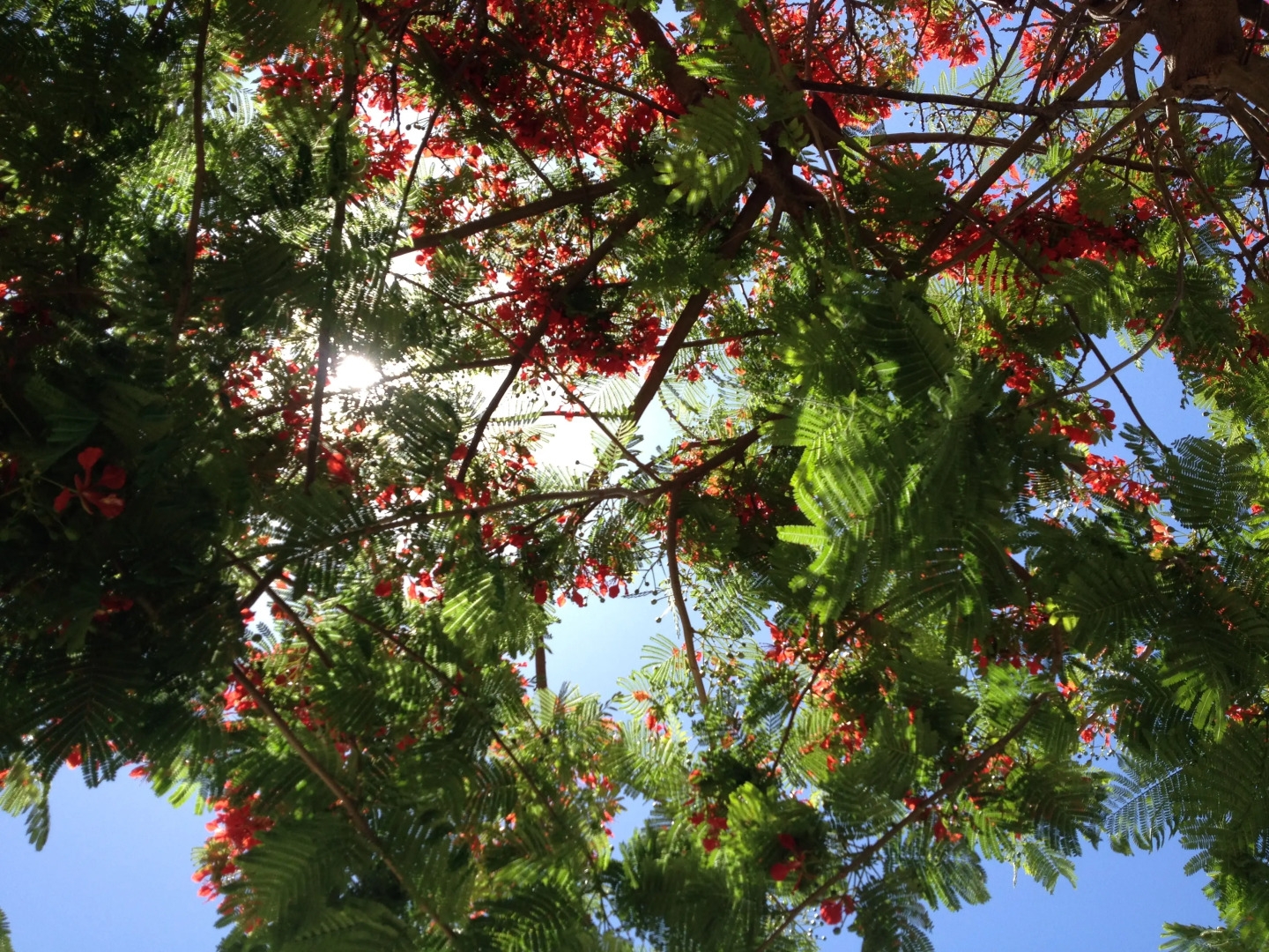 Foto - Villas Las Almenas