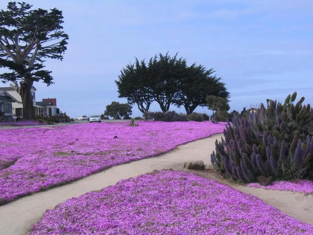 Photo - Aura Inn Monterey