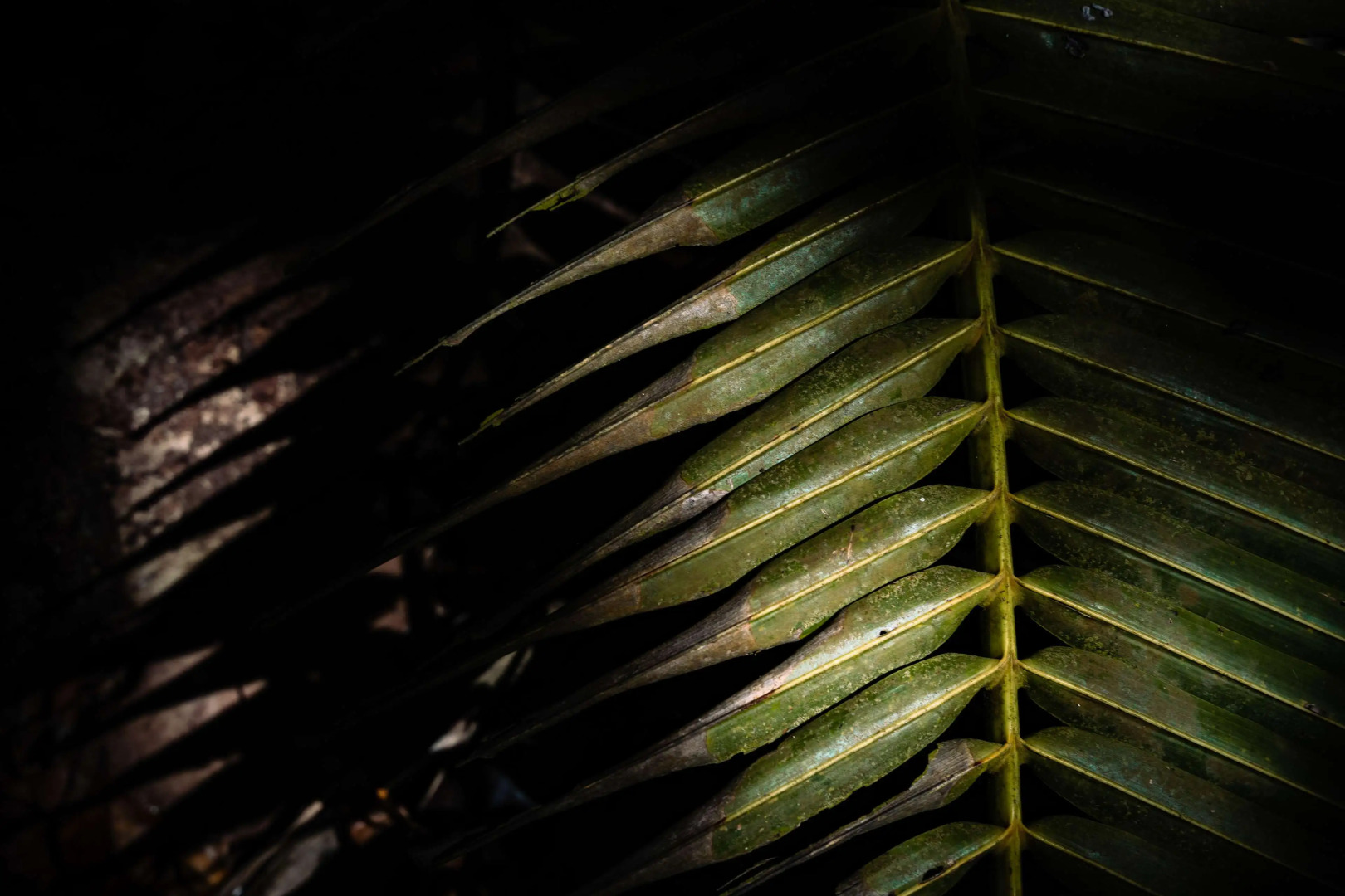 Foto - Mango House Seychelles, LXR Hotels & Resorts