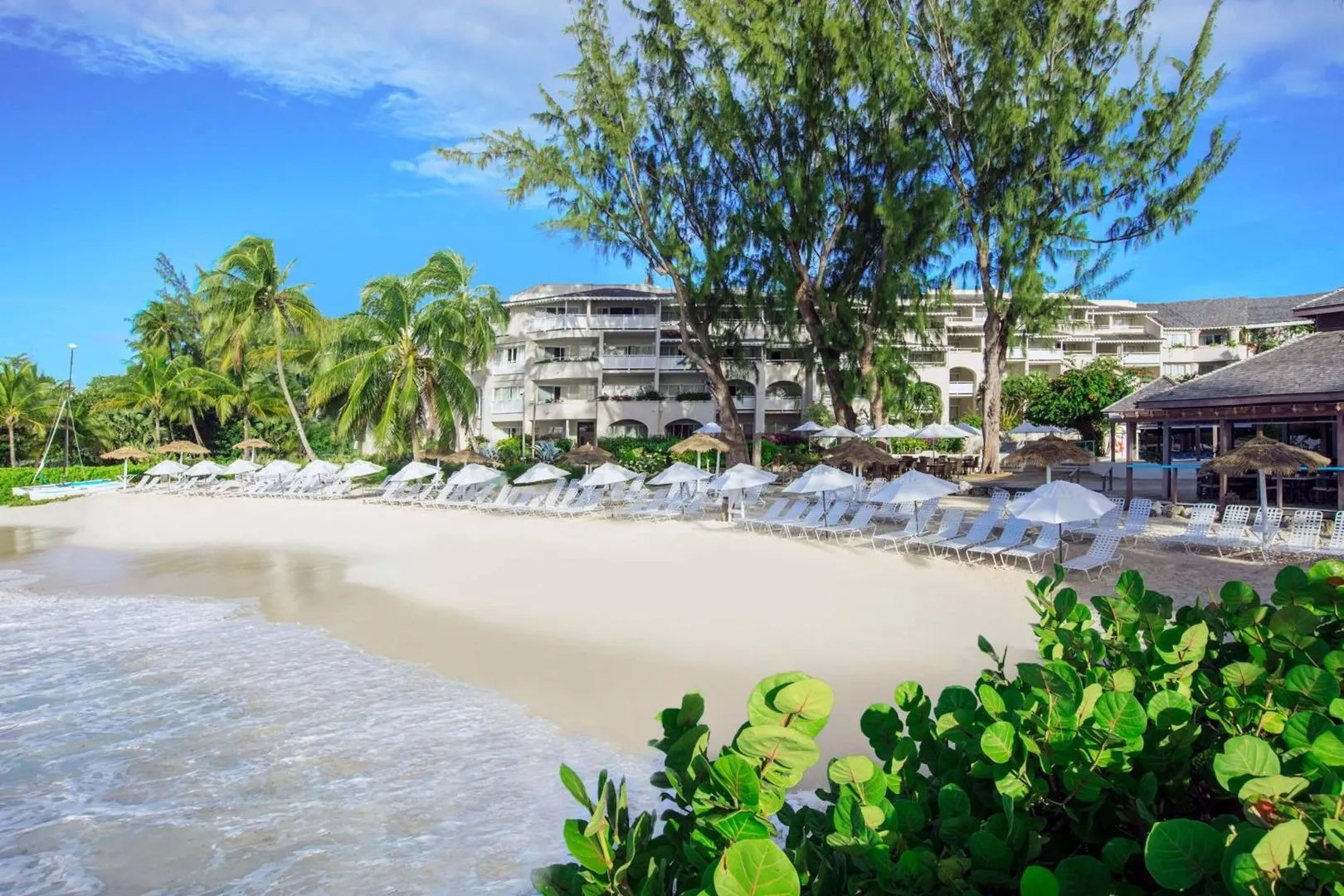 Foto - Bougainvillea Barbados