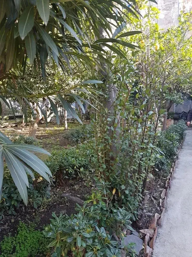 Foto - Il Giardino Di Vico Neve