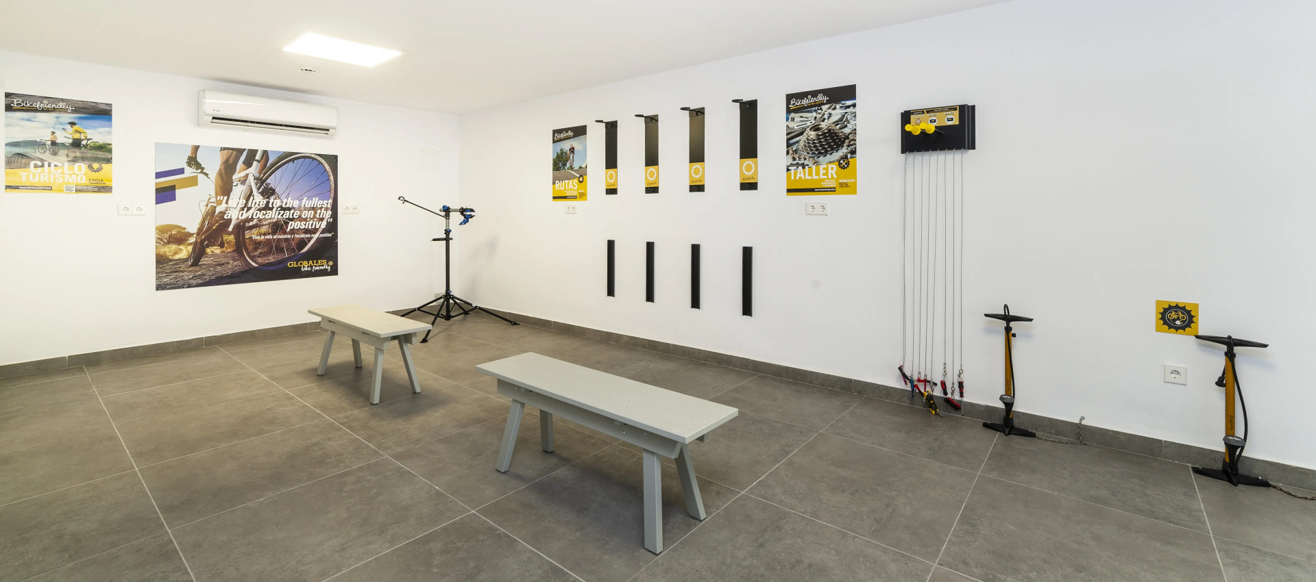 Foto - Globales Mimosa