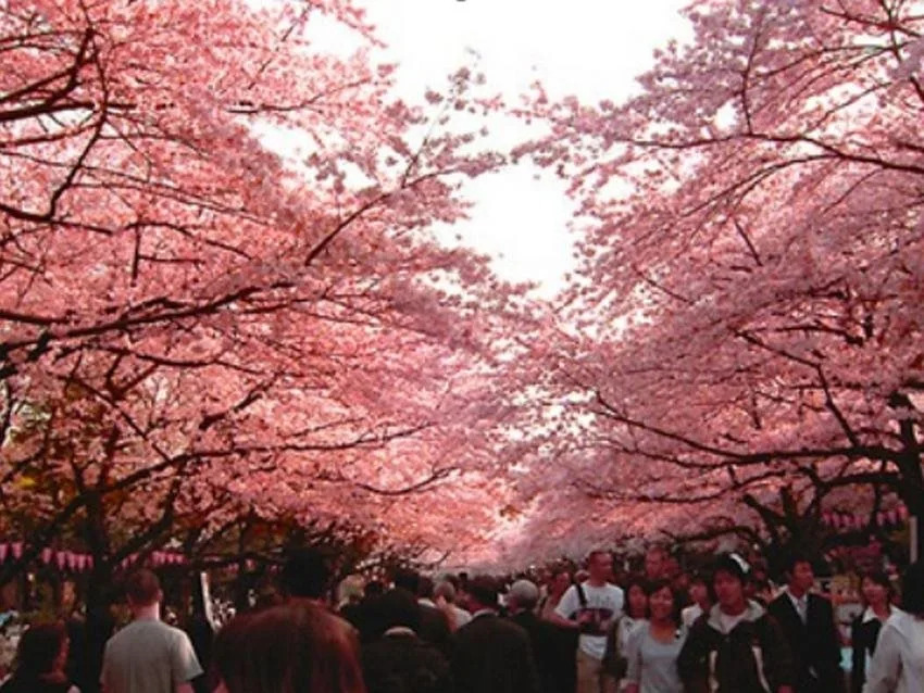 Foto - Hotel Marutani