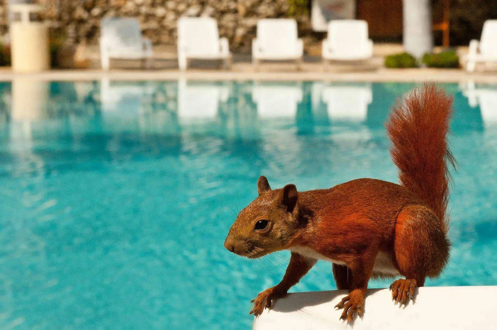 Foto - Irotama del Mar