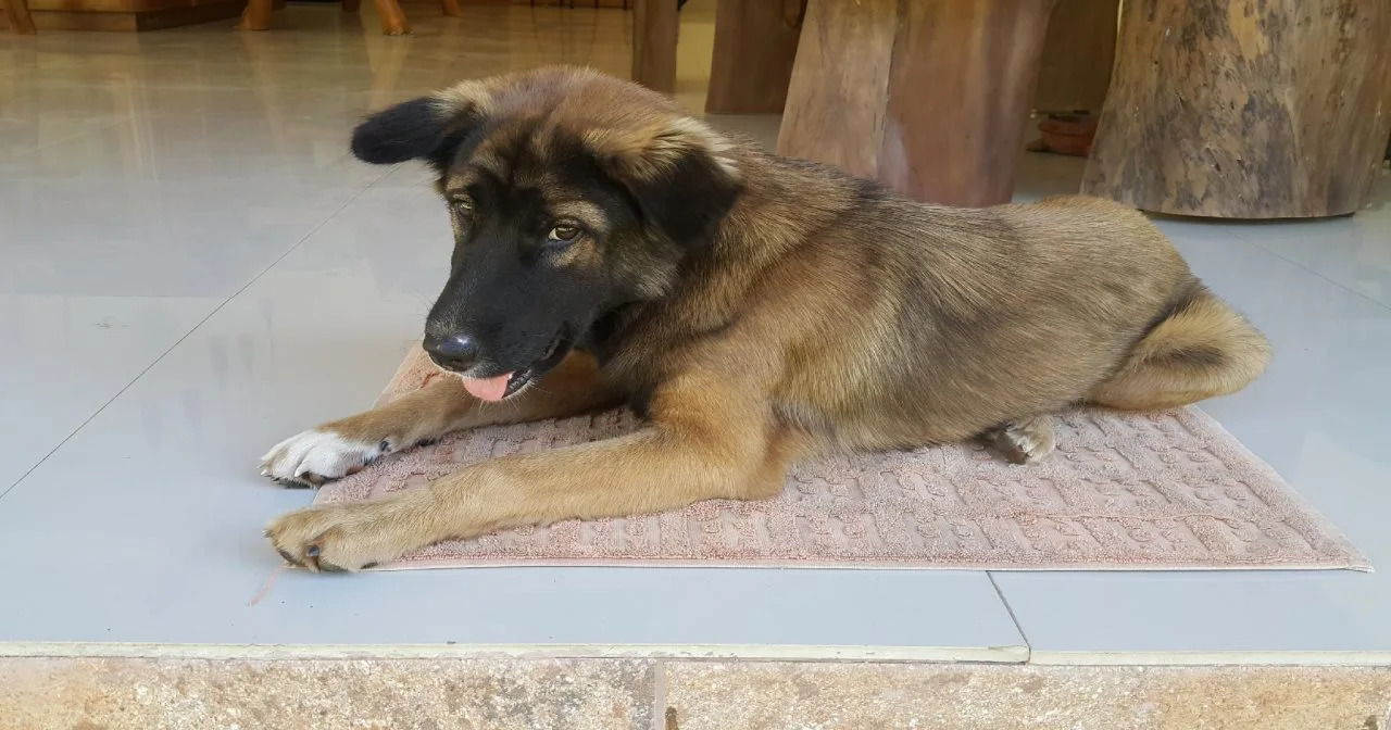 Photo - Mango Tree Inn