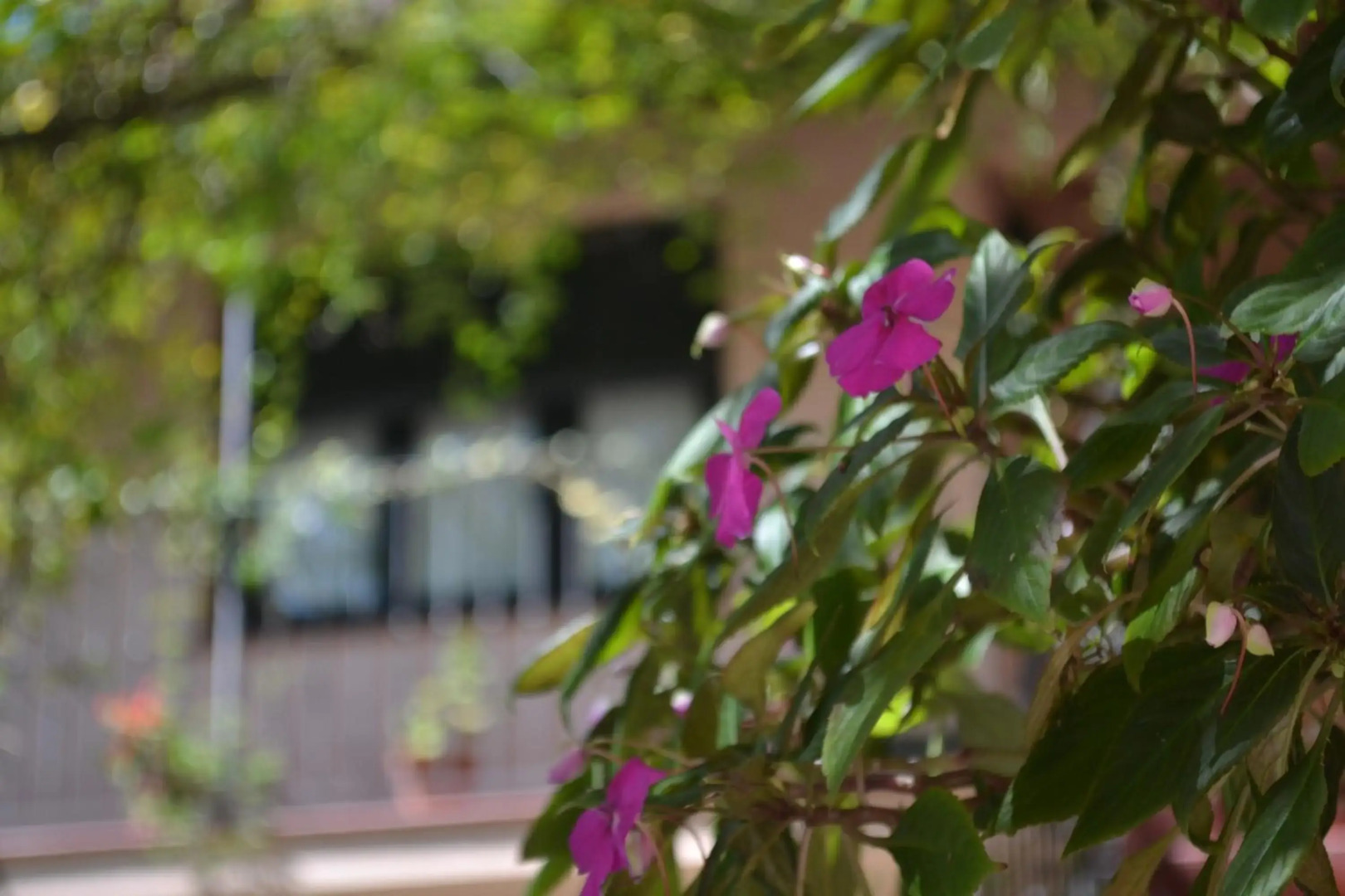 Foto - Posada de la Flor
