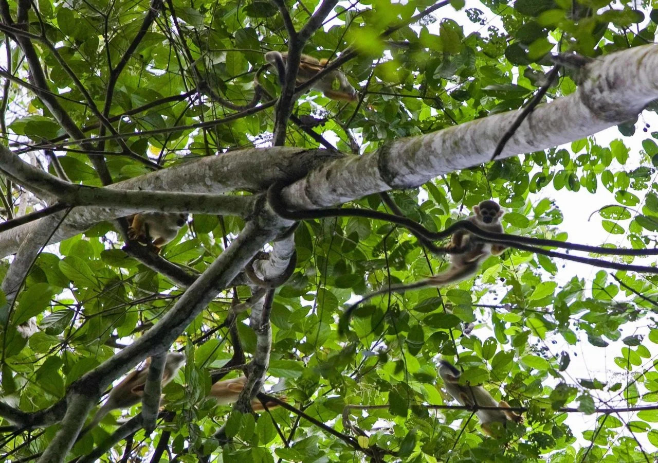 Foto - Mercure Cayenne Royal Amazonia