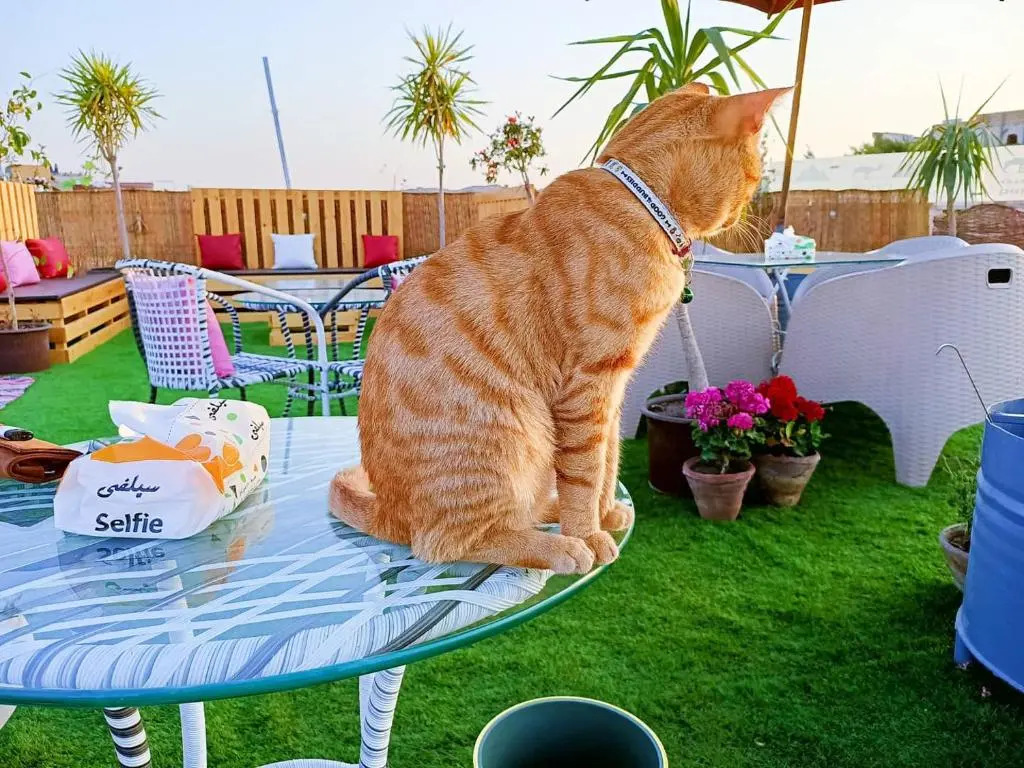 Photo - Pyramids Paradise View Inn Hotel