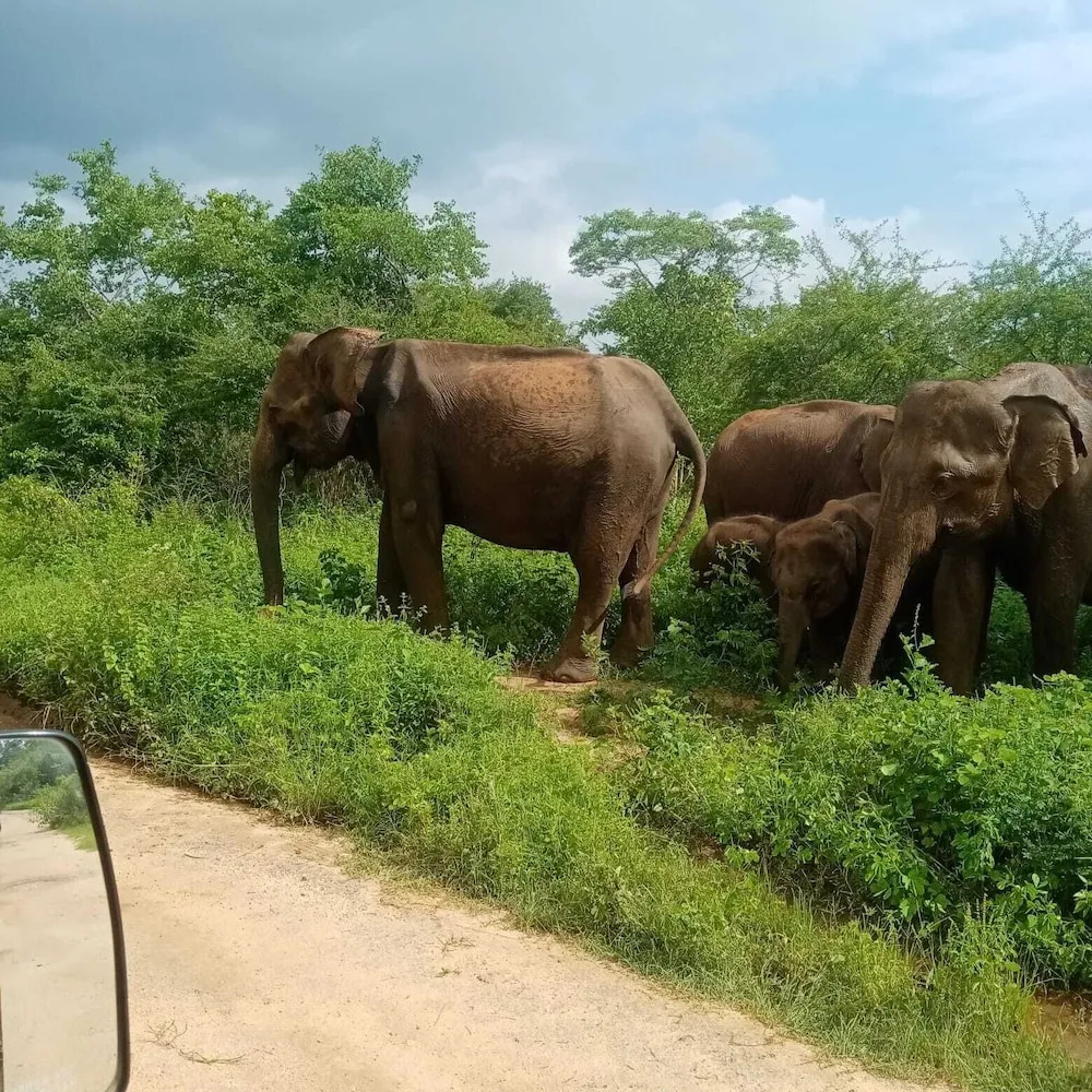 Elephant Safari Lodge