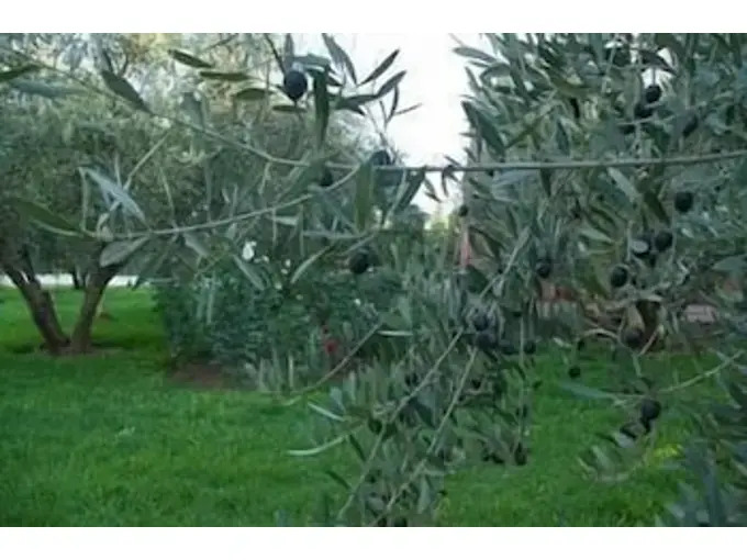 Photo - Riad Sidi Hicham