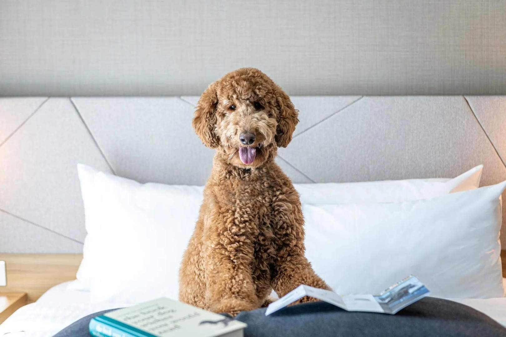 Foto - Residence Inn by Marriott Slough