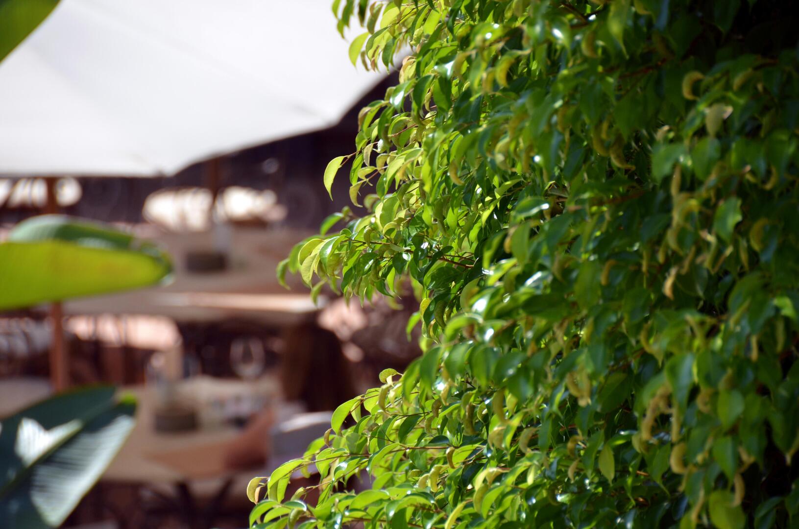 Photo - SWISS MORAIRA HOTEL & SPA - Adults only