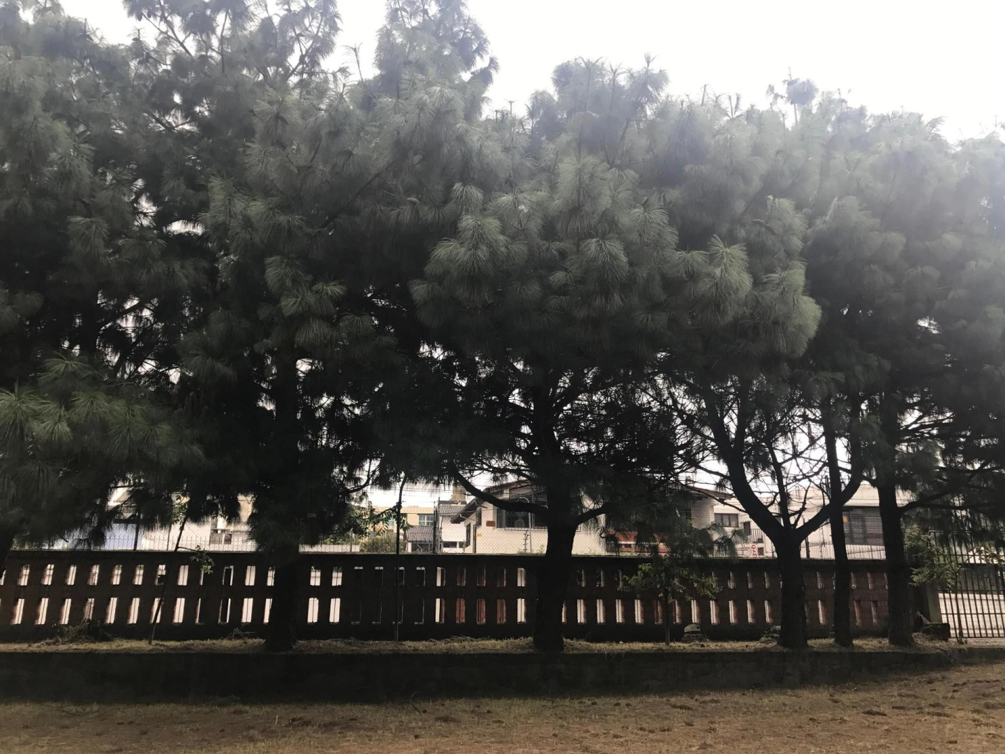 Foto - Hotel Savoy Inn