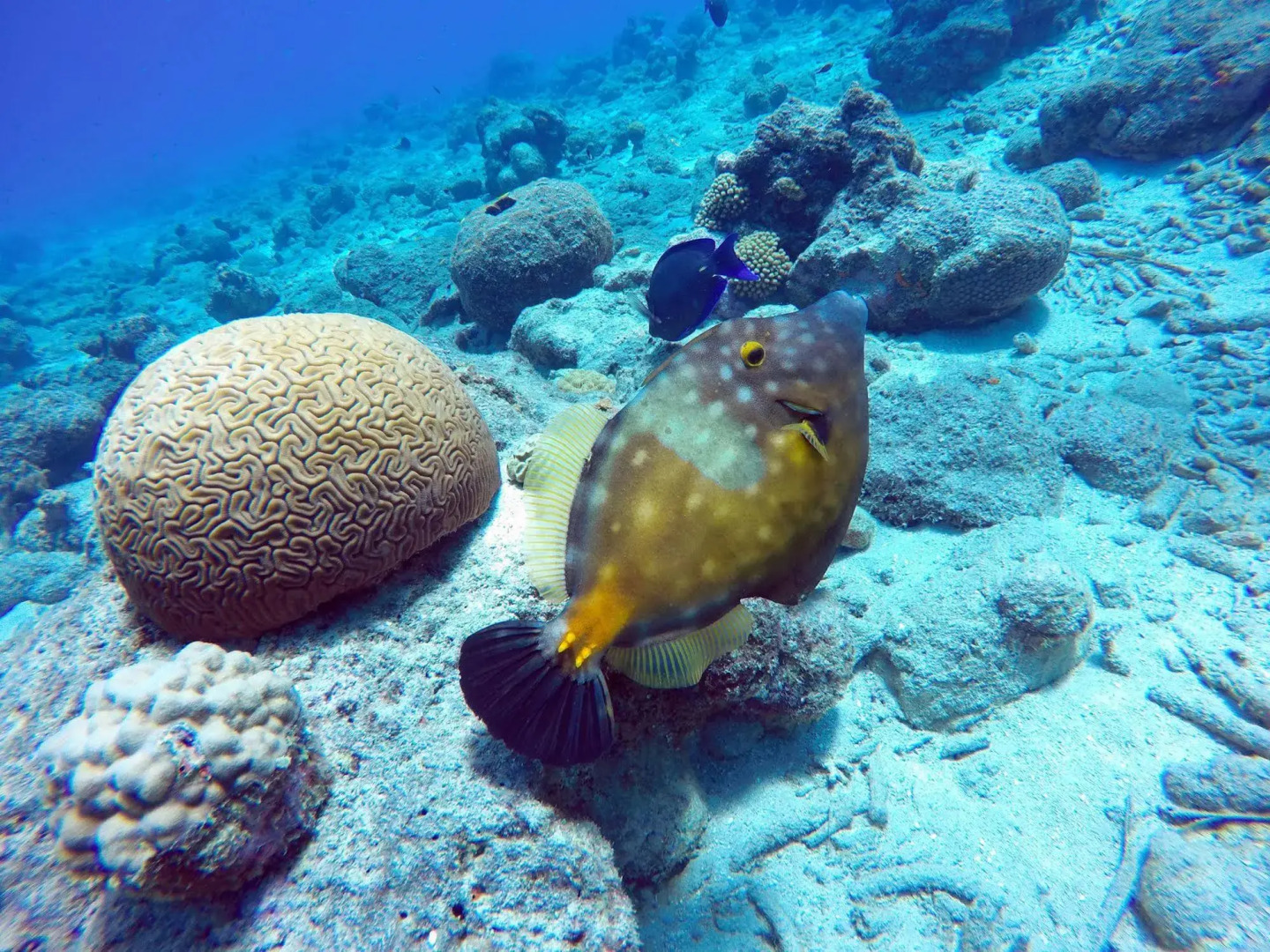 Foto - Rancho el Sobrino