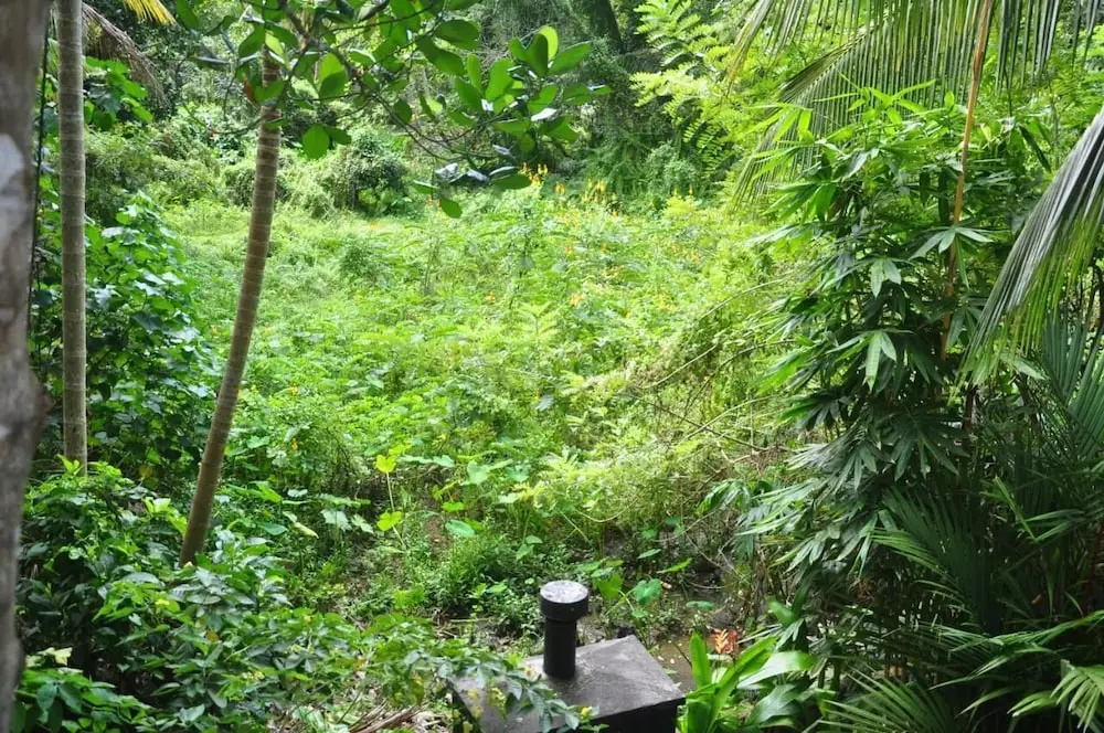 Photo - Jungle Fence