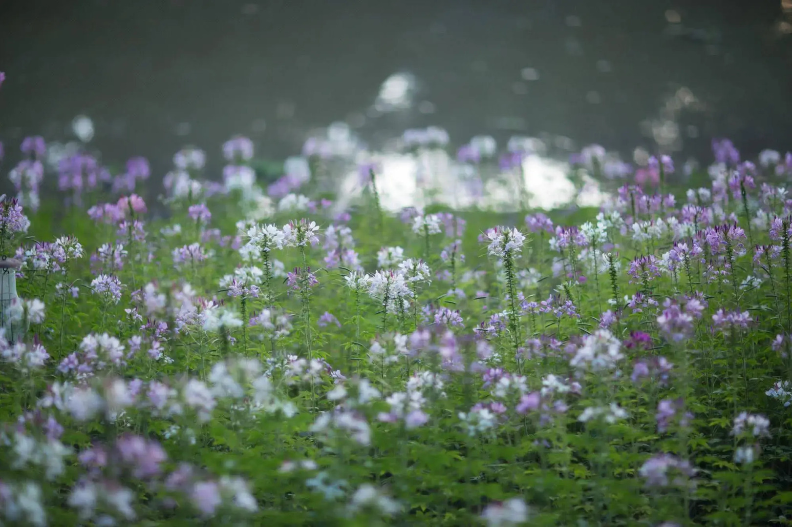 Foto - Villa San Pee Seua