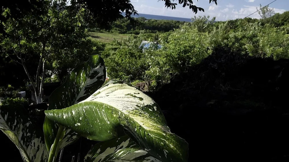 Hilltop Cabin in Black Bay Laborie
