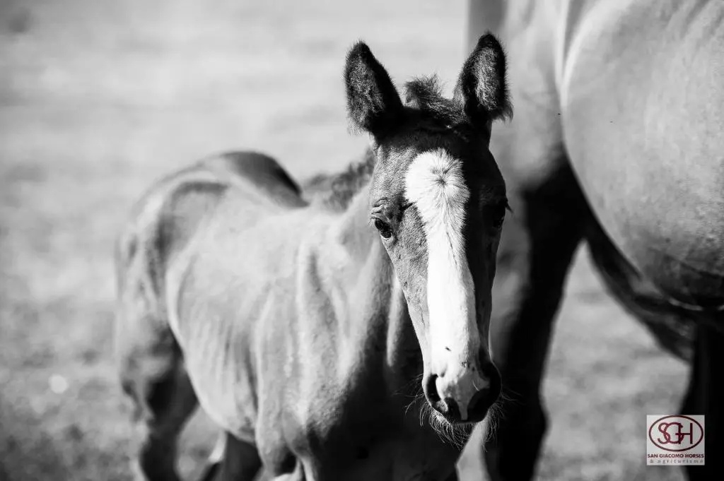 Foto - San Giacomo Horses & Agriturismo