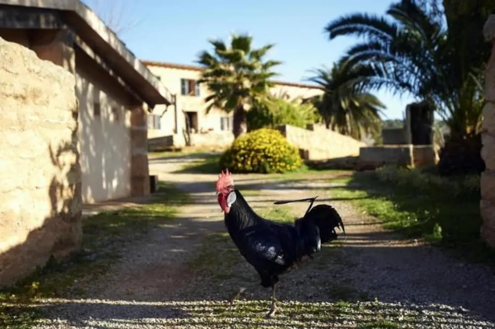 Foto - Sos Ferres D'en Morey