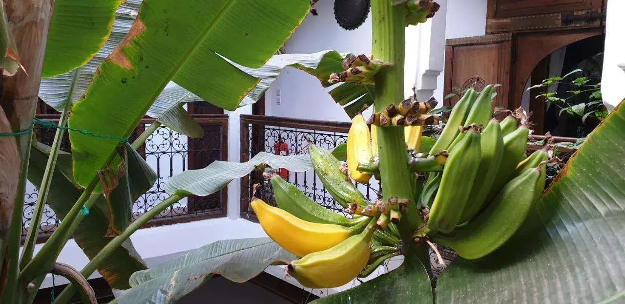 Foto - Riad Mehdia