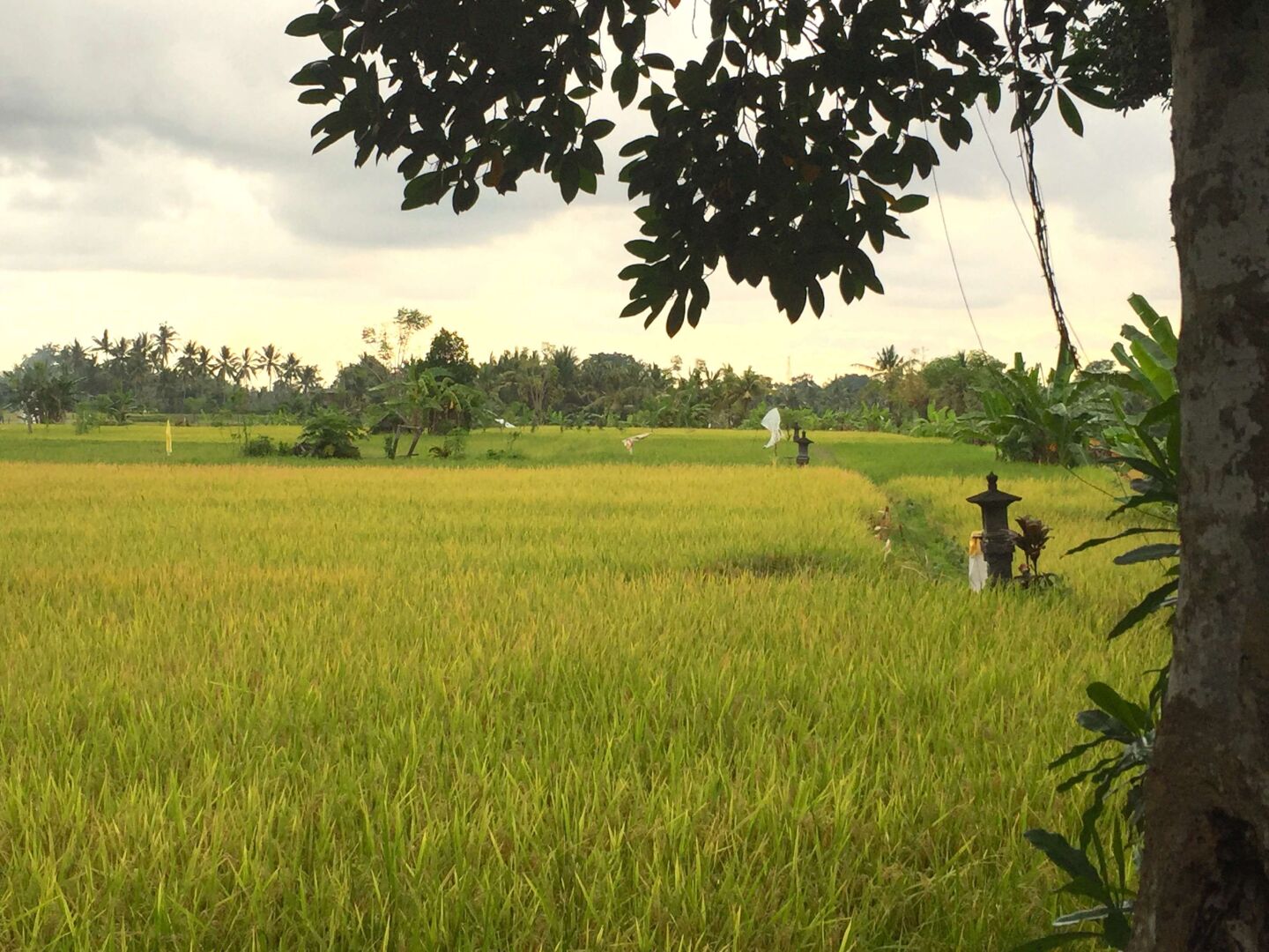 Photo - Collection O Ubud Near Central Ubud Formerly Hotel Suly