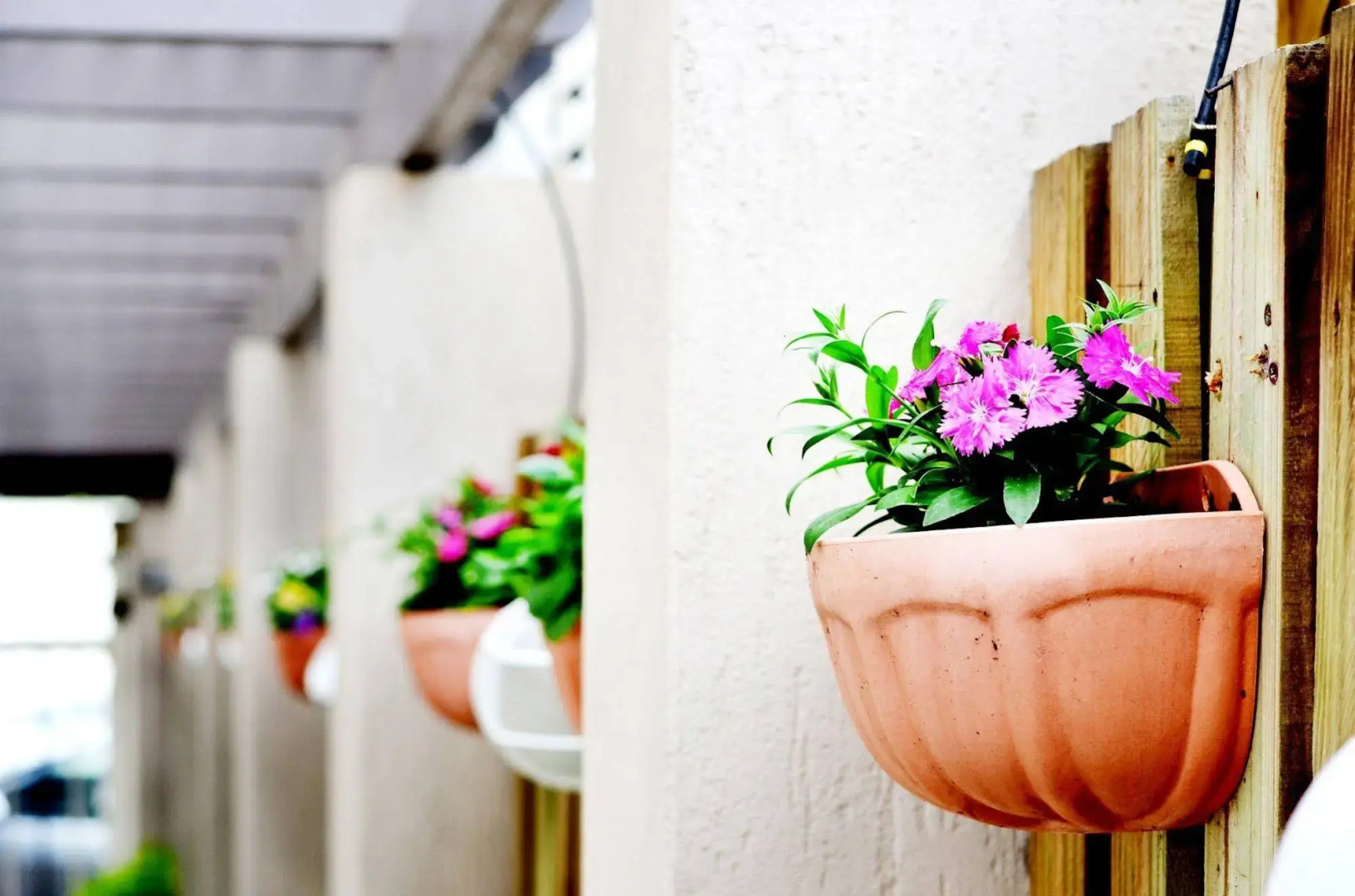 Foto - Spring Hill Mews Apartments