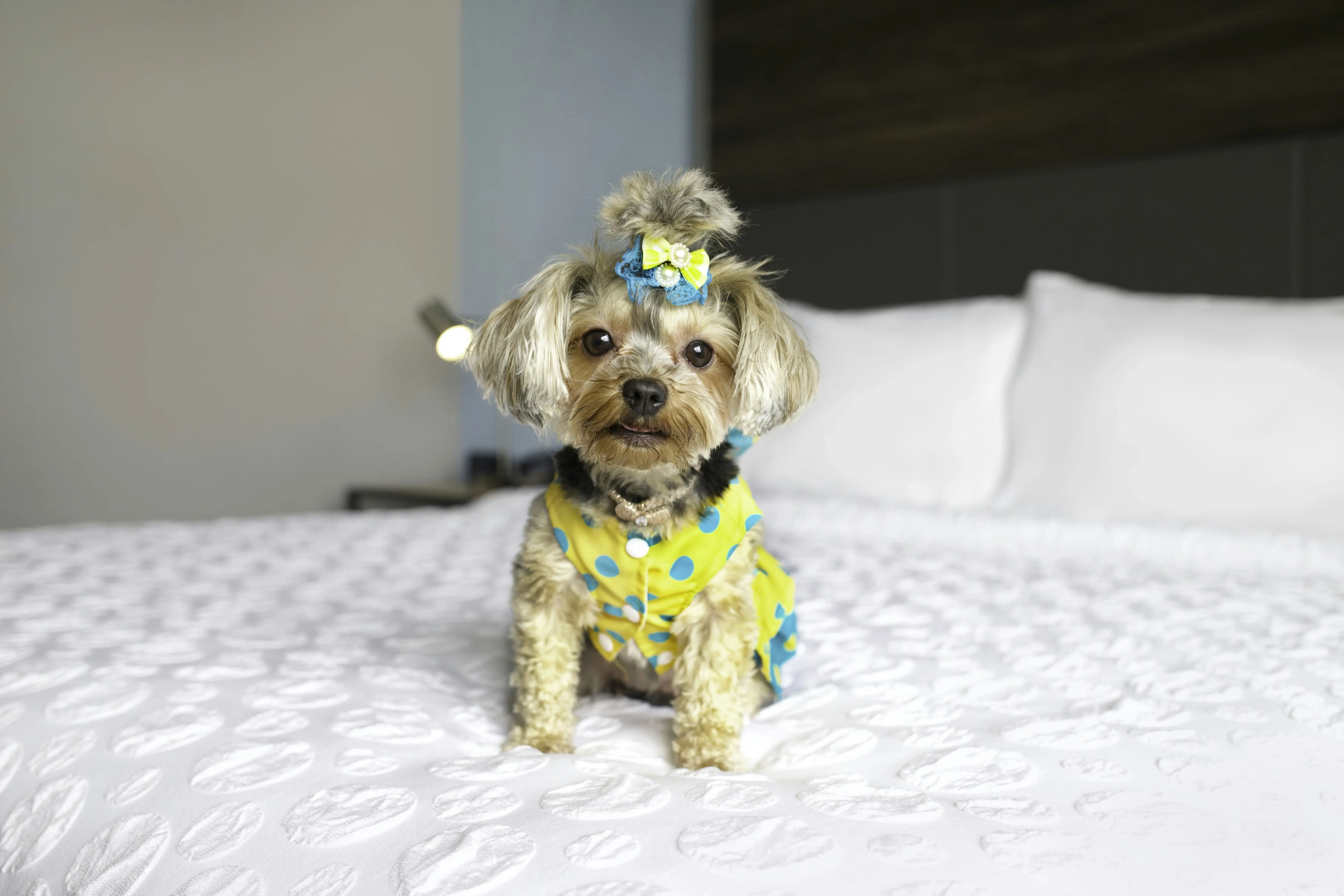 Foto - Tru By Hilton Toronto Airport West