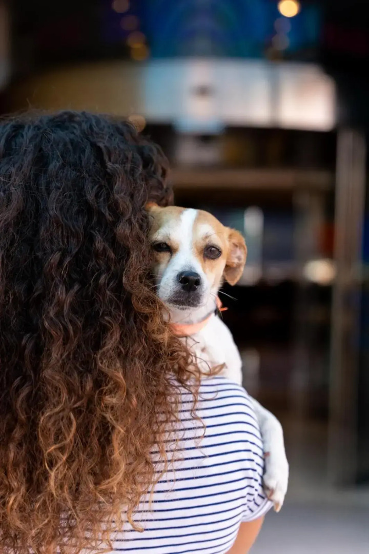 Photo - Climia Benidorm Plaza