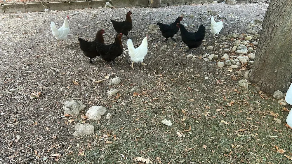 Foto - Hotel Rural Victoria by Bossh! Hotels