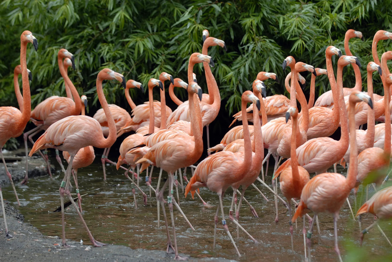 Photo - Van Der Valk Avifauna