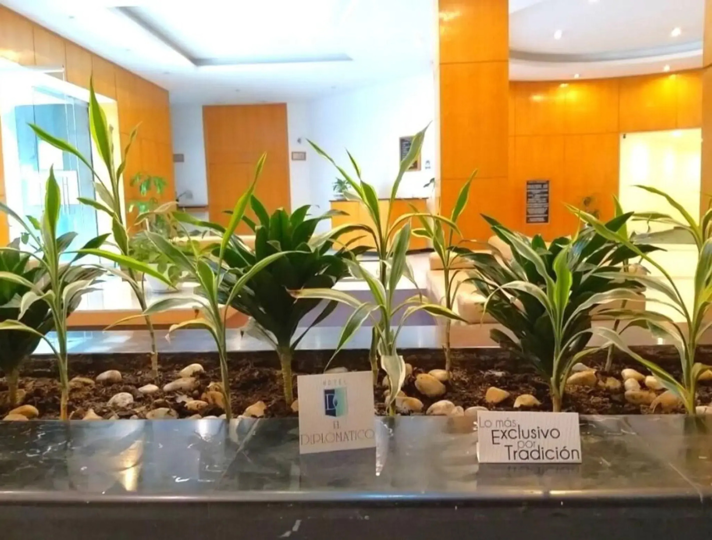 Foto - El Diplomatico