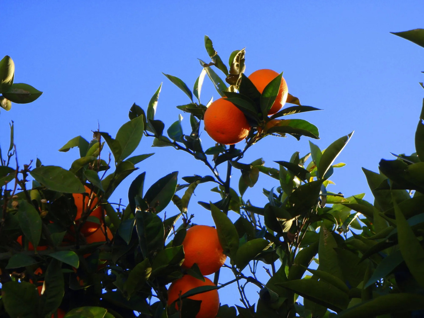 Photo - Su Hotel - Bodrum