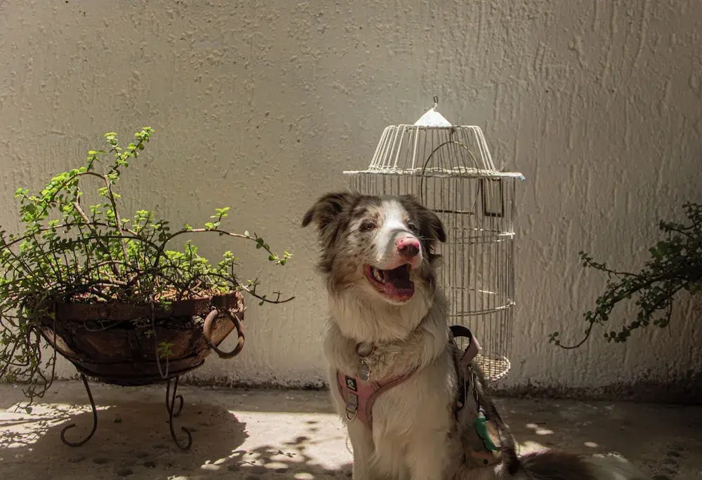 Photo - El Pinche Hostal