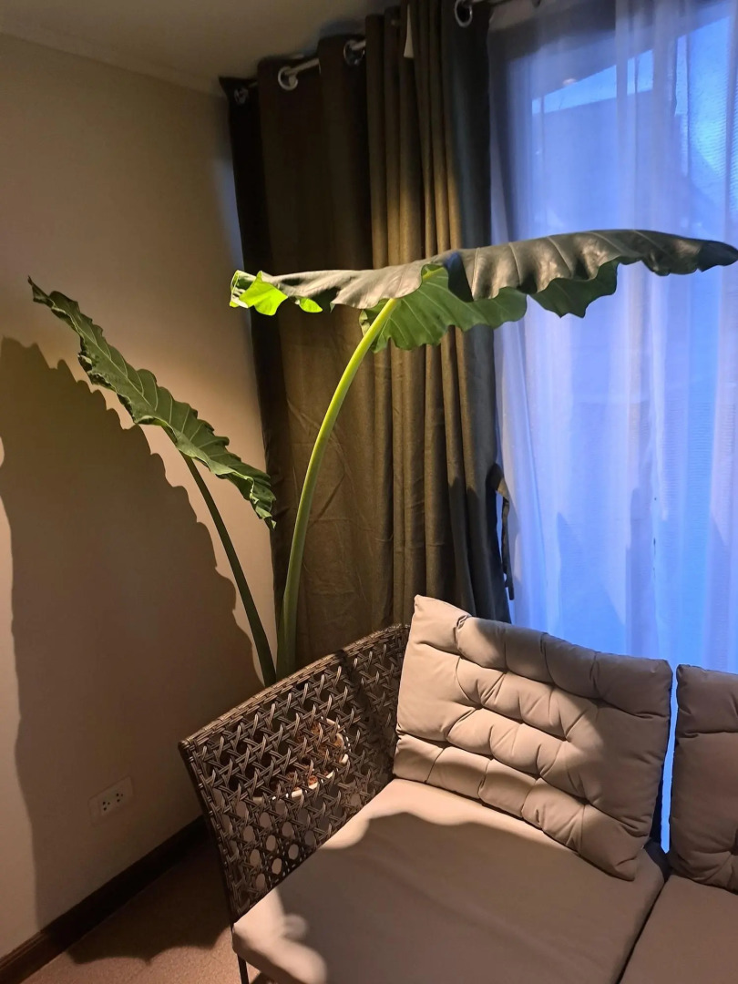 Foto - The Hub District Garden Suites