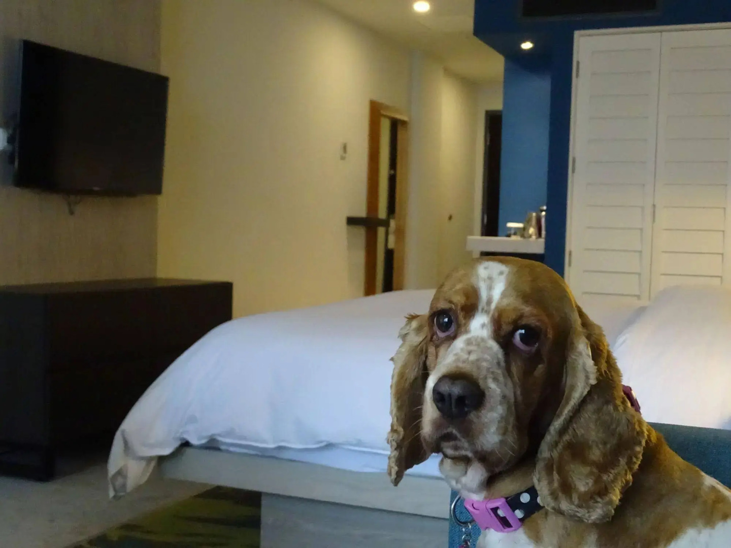 Foto - DoubleTree by Hilton Veracruz