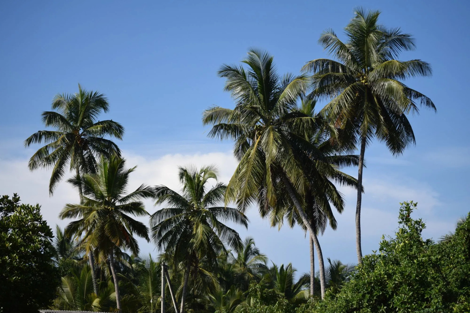 Foto - Terrace Green Hotel & Spa