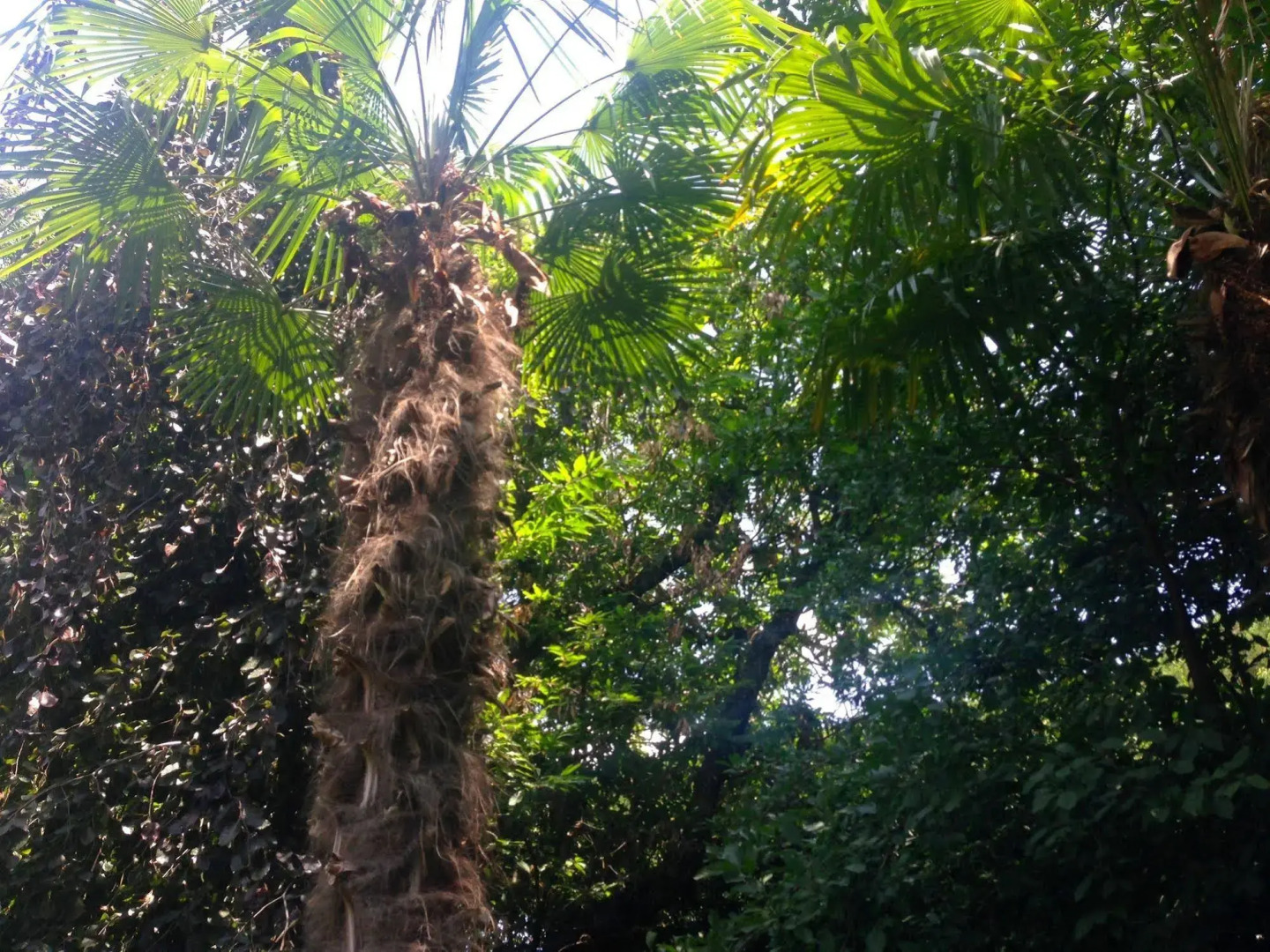 Foto - Villa Abbamer