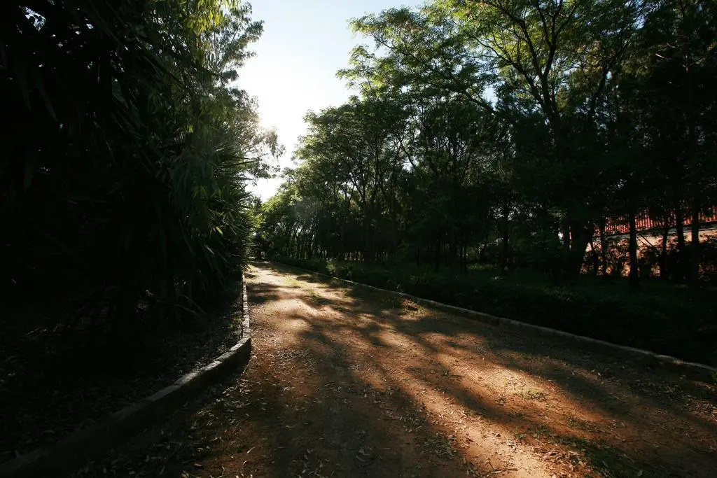 Foto - Lantana Garden