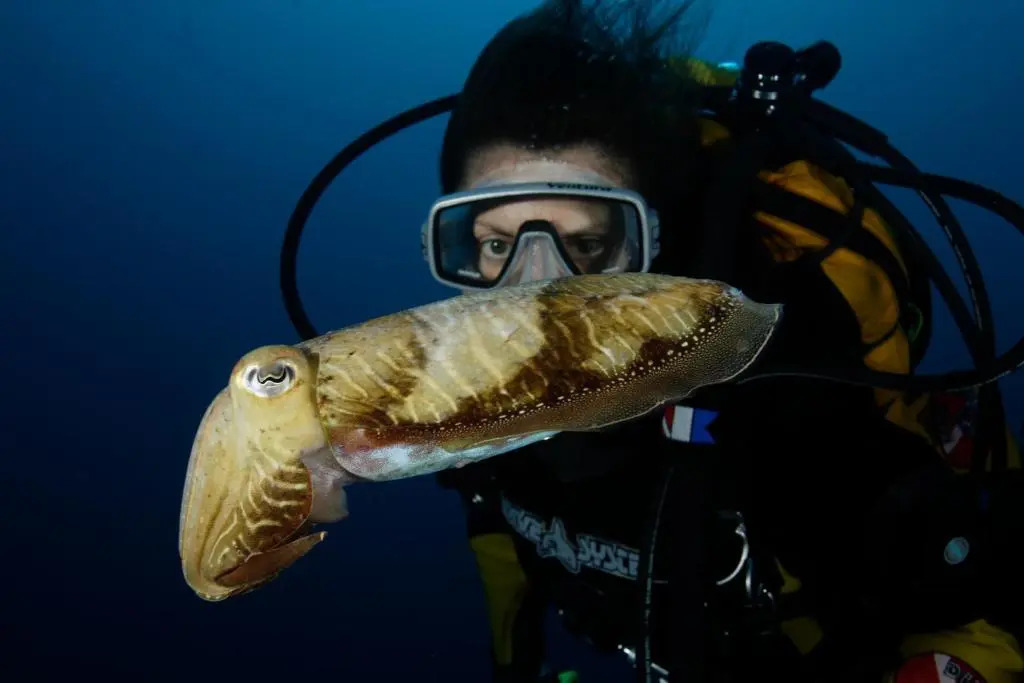 Foto - Sentido Galosol