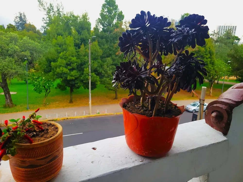 Photo - Sun Backpackers