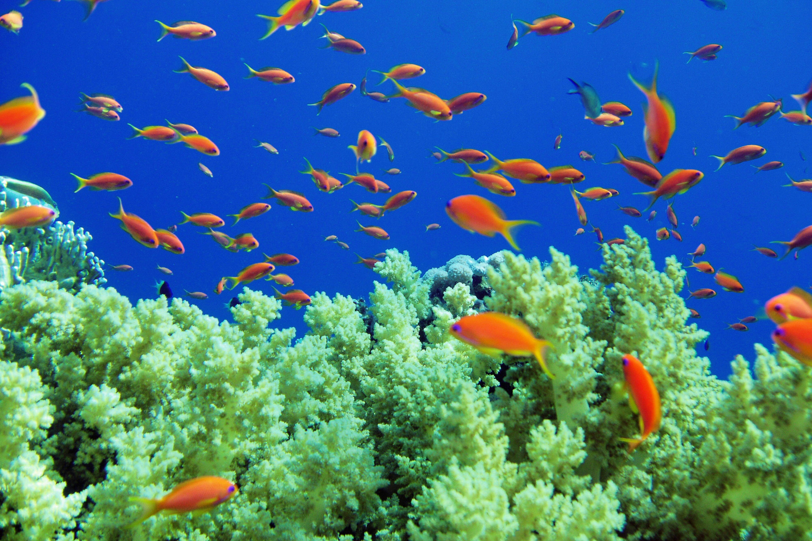 Foto - Renaissance Sharm El Sheikh Golden View Beach Resort
