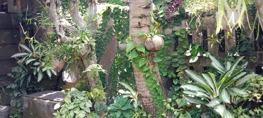 Foto - Coliving Bali SWEET HOME Kost Lengkap di Tabanan Kota