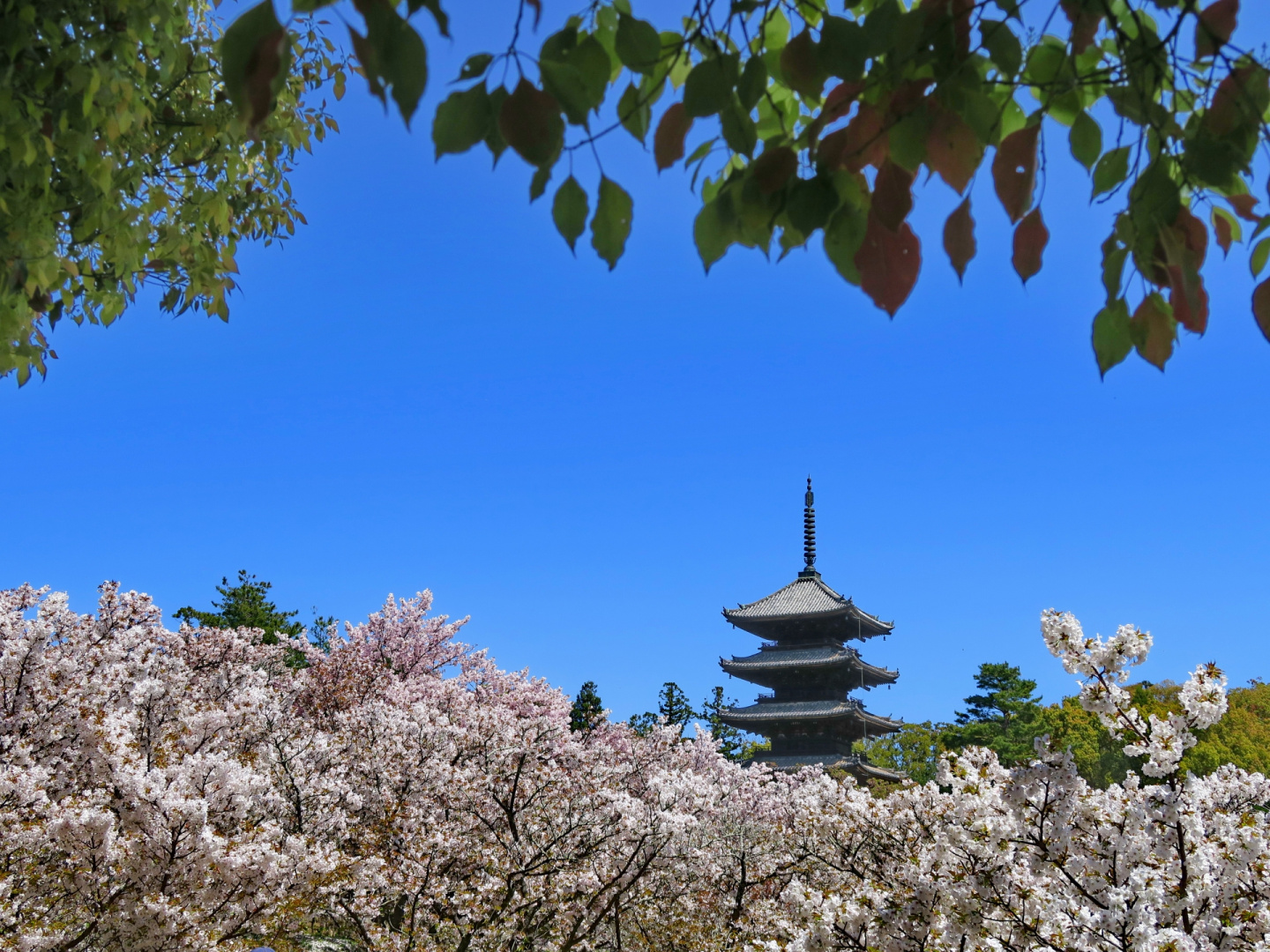 Foto - Stay SAKURA Kyoto Higashiyama Shirakawa